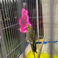 عروس هلندی|پرنده|رشت, حمیدیان|دیوار