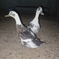 بوقلمون،اردک، جوجه خروس