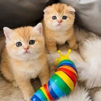 گربه های لوکس