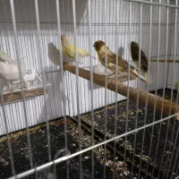 قناری نر ماده جوجه|پرنده|اسلامشهر, شهرک امام حسین (میان آباد)|دیوار