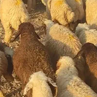 بره کشتاری و داشتی
