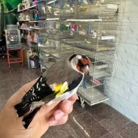 کلبه پرنده|پرنده|ساوه, |دیوار