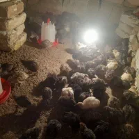 بلدرچین  ۱۸روزه