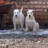 ۵عدد توله دوماهه  دوتا آلابای وسه عدد میکس