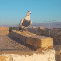 یک عدد کبوتر سینه دم سیاه