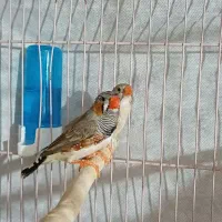 طوطی برزیلی فنچ مرغ عشق عروس قفس|پرنده|محلات, |دیوار