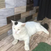 فروش گربه پرشین وان ترکیش نر|گربه|رشت, یخسازی|دیوار