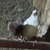 کبوتر