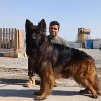 توله دوبرمن ، روتوایلر ، ژرمن و کنکورسو