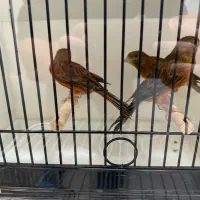 قناری سوخته اصل ماده درجه یک