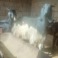 فروش 8راس بز پاکستانی آبستن  دوقلوزا