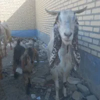 بز با گوسفند|حیوانات مزرعه|ماهدشت, |دیوار