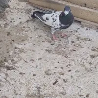 کبوتر|پرنده|آران و بیدگل, |دیوار