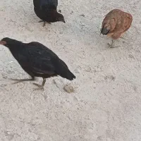 مرغ و خروس (جوجه ۵ ماهه)|حیوانات مزرعه|اردبیل, |دیوار