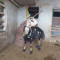 قوچ پلنگی میش بره بز|حیوانات مزرعه|کنگاور, |دیوار