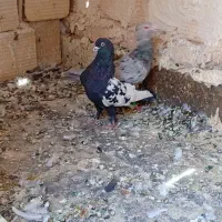 کبوتر|پرنده|بردسکن, |دیوار