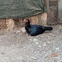 زاغ رودان
