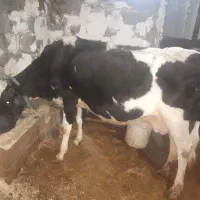 گاو هلشتاین