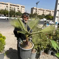 کاشت نخل پالم واشنگتن ۸۰۰|خدمات باغبانی و درختکاری|تهران, هفده شهریور|دیوار