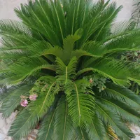برگ سیکاس|گل و گیاه طبیعی|رشت, بلوار گیلان|دیوار
