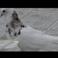 کبوتر طوقی و زاق|پرنده|خورموج, |دیوار