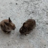 فروش خرگوش در محمودآباد|موش و خرگوش|محمودآباد, |دیوار