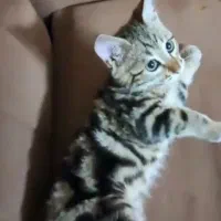 گربه گمشده ، بهارستان اصفهان|گربه|اصفهان, بهارستان|دیوار