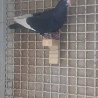 کبوتر ماده سیاه پلنگ قهوه‌ای پلنگ