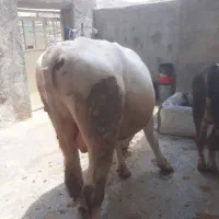 گاو گوساله گوشتی. قصابی|حیوانات مزرعه|کامیاران, |دیوار