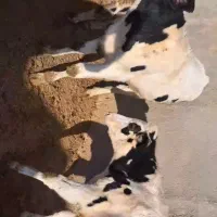 ۶راس گوساله نر درجه ۱ گاو|حیوانات مزرعه|گلپایگان, |دیوار