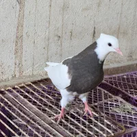 چند عدد جوجه طوقی دون خور و سه چهار بند|پرنده|خورموج, |دیوار