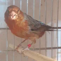 قناری نر و ماده اماده، بخون، سرخ سوخته