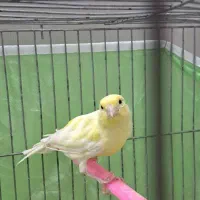 قناری ماده رنگ روشن|پرنده|شهرکرد, |دیوار