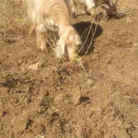 یک بز سه شیر ویک گیسک نر|حیوانات مزرعه|صحنه, |دیوار