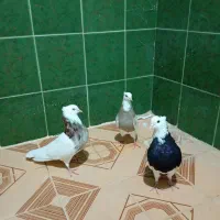 چند جفت طوقی|پرنده|لامرد, |دیوار