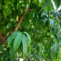 فروش زمین 900 متری روستای تیرتاش مازندران|فروش زمین و ملک کلنگی|گلوگاه, |دیوار