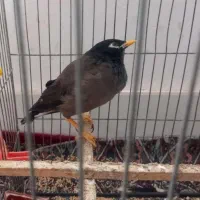 مرغ مینا ۴ماهه