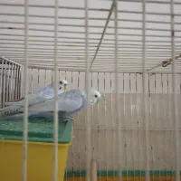 دوجفت مرغ عشق مولد معاوضه بافنچ|پرنده|یزد, |دیوار