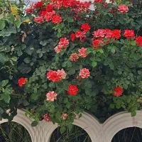 باغ فروشی