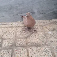 کبوتر راعبی سرخ