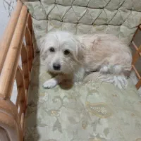 یک عددسگ شیتزوپاکوتاه دست آموزبانمک وشیطون|سگ|خمین, |دیوار