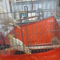 عروس هلندی نرو ماده سخنگو|پرنده|مشکیندشت, |دیوار