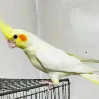 جوجه عروس هلندی