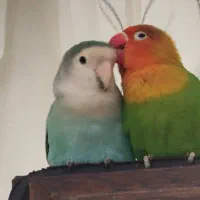 طوطی برزیلی|پرنده|تهران, سوهانک|دیوار