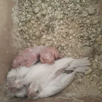 جوجه عروس آلبینو