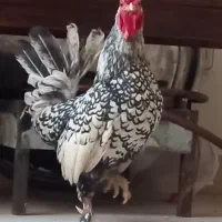مرغ و خروس سبرایتی