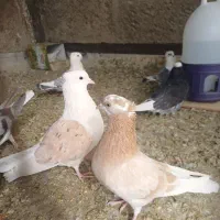 کبوتر، سرور ،دوکت و شازده|پرنده|اصفهان, ارداجی|دیوار