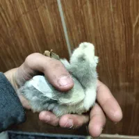 جوجه|حیوانات مزرعه|پاکدشت, خاتون آباد|دیوار