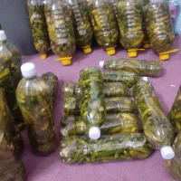 فلفل وخیارشورورشته همدان|خوردنی و آشامیدنی|قم, شهرک فاطمیه|دیوار