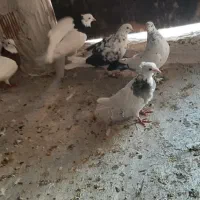 کبوتر طوقی پرشی|پرنده|اسلام‌شهر, چیچکلو|دیوار